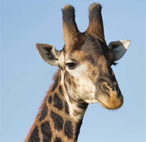 Male Giraffe Closeup Head Profile With Blue Sky Background Stock Image Image Of Giraffa