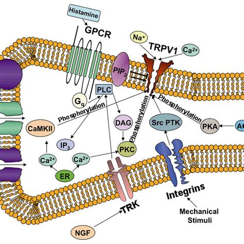 Trpv Residues Involved In Ligand And Modulator Interactions Some Of