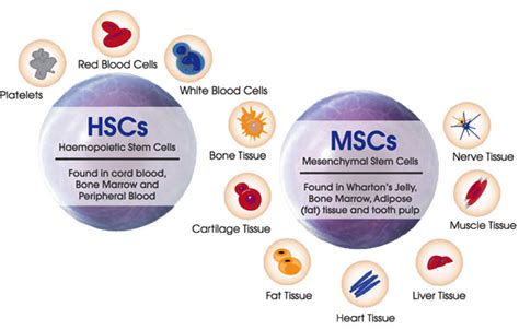Umbilical cord blood was once discarded as waste material but is now known to be a useful source of blood stem cells. About Cord Stem Cells - StemCord
