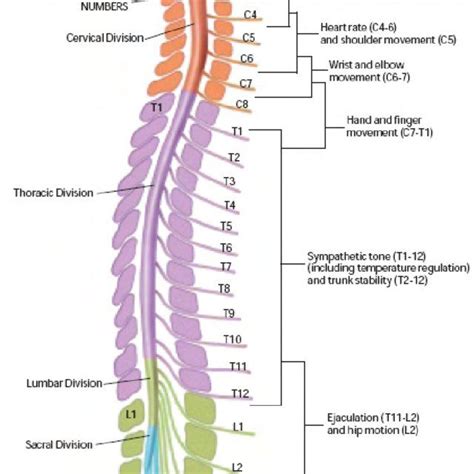 The Four Divisions Of The Spinal Cord Cervical Thoracic Lumbar And Download Scientific