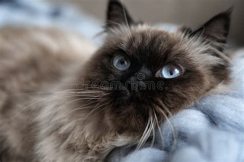 Cute Balinese Cat Closeup View Stock Photo Image Of Fluffy Friendly