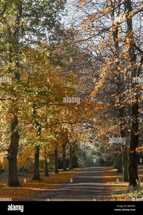 Mature Beech Trees Arrowe Country Park Wirral Stock Photo Alamy