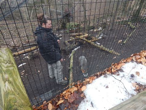 Feb 2014 Wolf Woods Grey Fox Feeding Zoochat