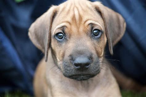 Can Dogs Cry Tears Of Sadness Cuteness Dog Crying Rhodesian