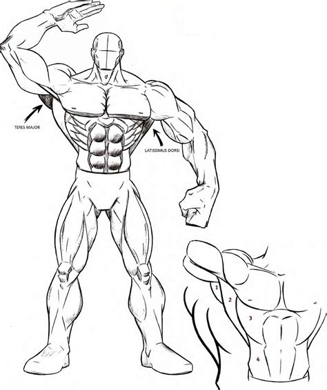 Chest Muscles Anatomy Drawing Arms Chest And Shoulders With Images