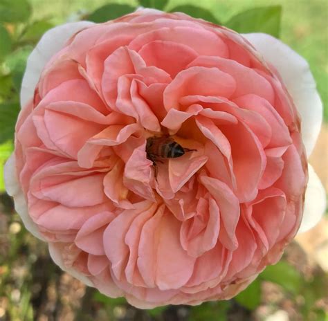 Rose Bee Smith Gilbert Gardens
