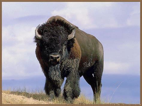 Bison Wildlife True Facts And Photos The Wildlife