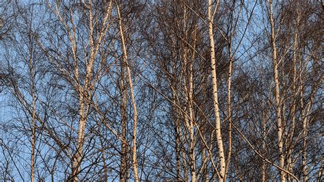 Birch Tree Grove Trees Free Photo On Pixabay Pixabay