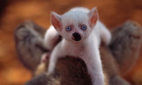 Very Rare Albino Lemur Born In Madagascar Pics