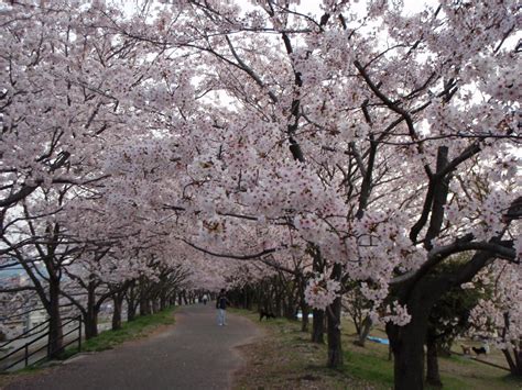 Telusuri galeri 2.000 gambar bunga sakura mengagumkan & download gratis! Fresh New: Bunga Sakura