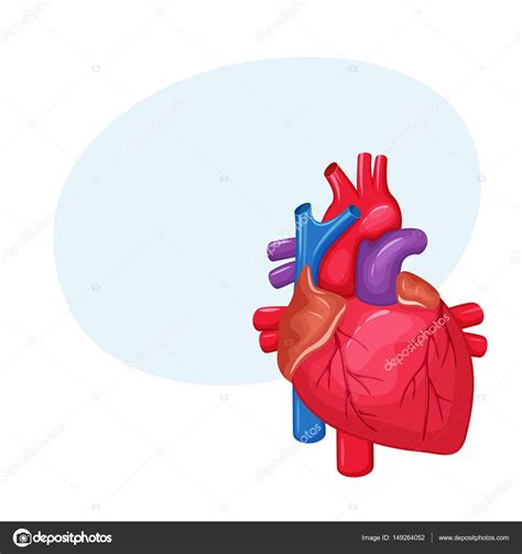 인간의 심장 해부학 — 스톡 벡터 © Nordfox 149264052