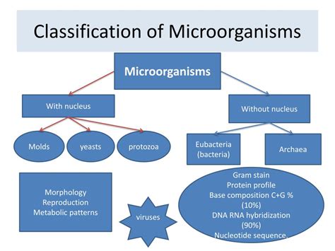 Major Groups Of Microorganisms Types Comparison Chart