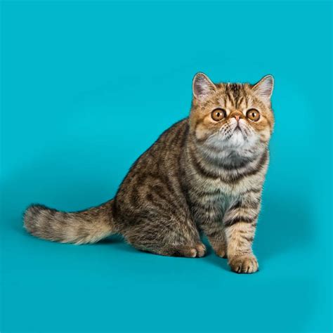 Exotic Shorthair Cat Breed Size Appearance And Personality