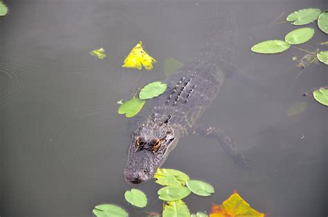 Alligator Lake In Celebrationfl Florida Travel Celebration Fl