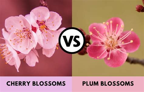Cherry Blossom Vs Plum Blossom How To Tell Them Apart Dear Japanese