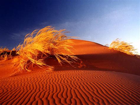 Deserts Sand Dunes Africa Bushes Namib Desert Wallpaper 1600x1200