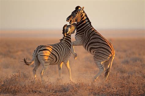 On hot days the black stripes get a lot hotter than the white area of the zebra and under. Zebra | Animal Planet