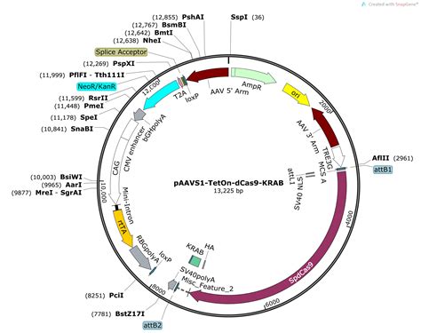 Addgene Paavs1 Teton Dcas9 Krab