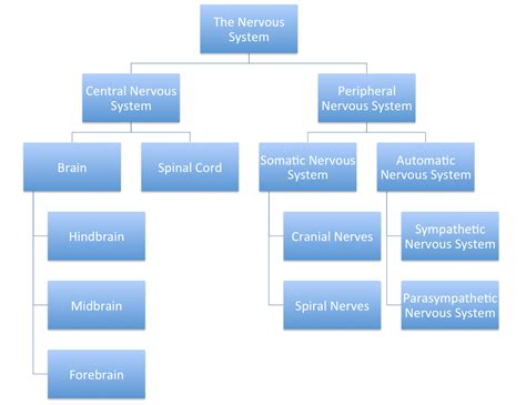 Divisions Of Nervous System Flow Chart