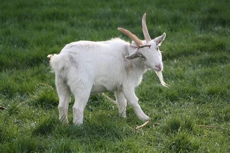 African Pygmy Goat 23rd October 2014 Zoochat