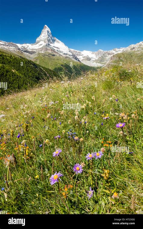 Flower Meadow Flowers Alps Alpine Wildflower Hi Res Stock Photography