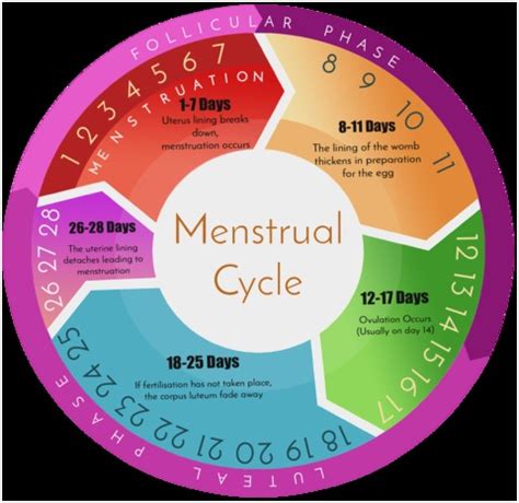Menstrual Cycle Diagram With Ovulation Fabulous All About Menstruation