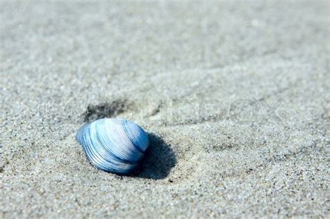 Blue Seashell In The Sand Outdoors Stock Photo Colourbox