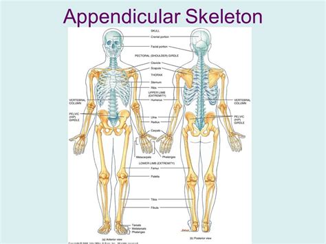 Bones Of The Appendicular Skeleton Lab 3 Diagram Quizlet