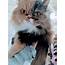 Persian Cats For Sale  Raymore MO 322457 Petzlover