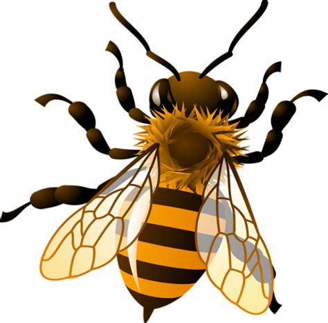 Bee Png Clipart Realistic Bee Clip Art Free Transparent Png