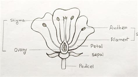 How To Draw Longitudinal Section Of Flower Step By Step Parts Of