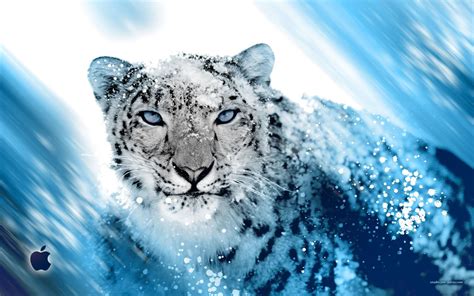 66 Snow Leopard Wallpaper On Wallpapersafari