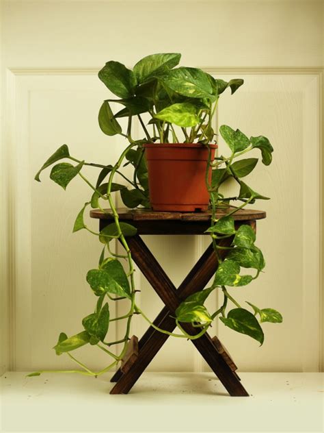 However, there are a few considerations to keep in mind. Money plant | theplantstore.in