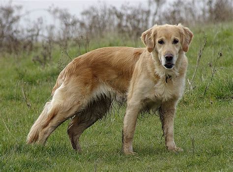 We also have a long haired golden lab mother was a black short haired lab dad a gold short haired. Long Haired Golden Labrador | Labrador dog, Dog pictures ...