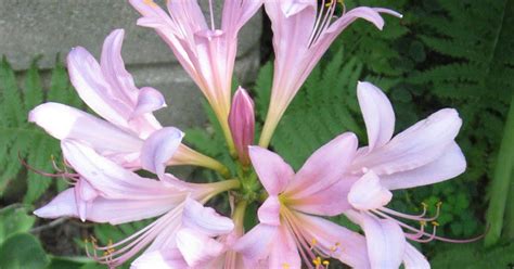Flowers that bloom in july and august. A. J. Rahn Greenhouses: August Lily
