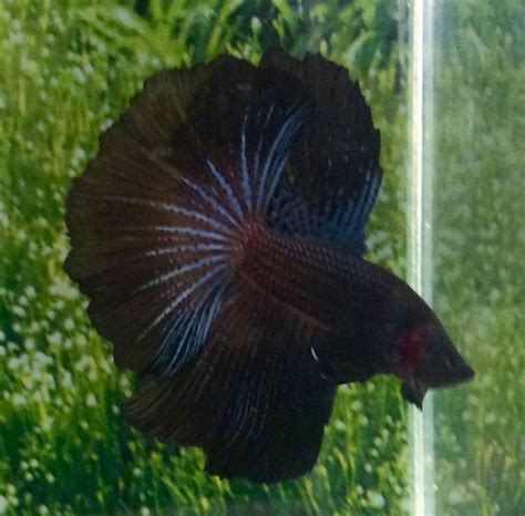 303 Thai Import Fancy Black Orchid Hm Halfmoon Male Betta Splendens