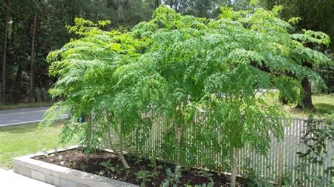Spotlight The Tree Of Life—moringa Oleifera Eden Barter Garden