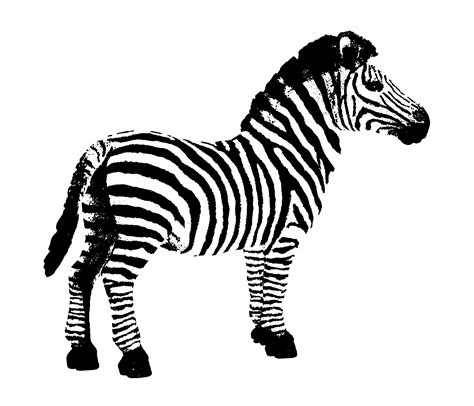 Zebra Clipart Kostenloses Stock Bild Public Domain Pictures