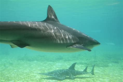 무료 이미지 수중 물의 물고기 척골가 있는 종 해양 생물학 상어 상어 카라 닌 물떼새 회 전자 돌고래 호랑이