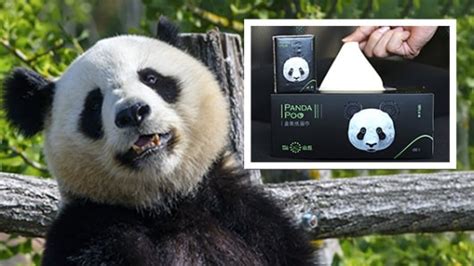 Panda Poo El Excremento De Panda Convertido En Papel Higiénico