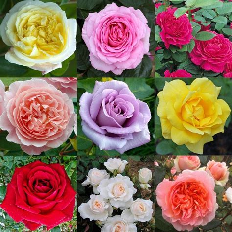 Luxury Garden Roses Premier Collection Pack Of Six Assorted Bush Roses Garden Plants
