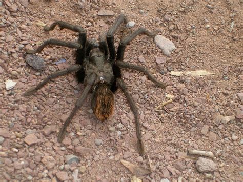 Tarantula Migration Arizona Hunting Forums