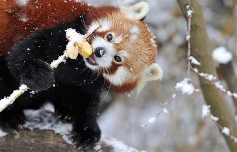 Wallpaper Snow Winter Branch Wildlife Red Panda Tree Fauna
