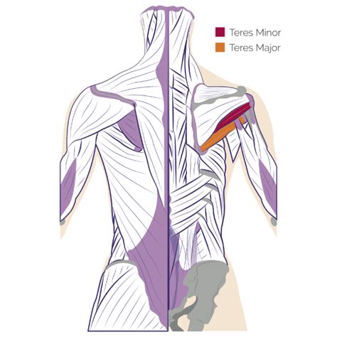 Upper Back Anatomy Pectoralis Minor Muscle Shoulder Upper Back Chest