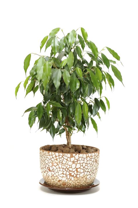Ficus Houseplants - How To Care For A Ficus Tree