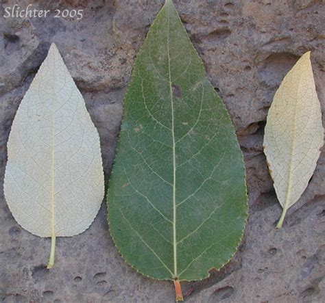 Black Cottonwood Balsam Poplar Populus Trichocarpa Synonyms Populus