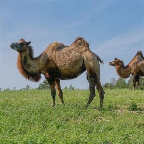 Camelus Youtube