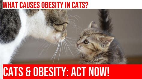 obesity in cats recognizing and addressing the issue youtube