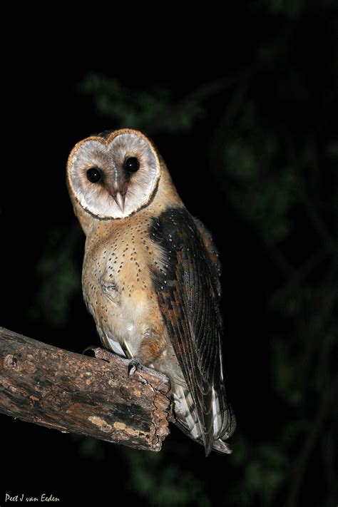 An Owl Sitting On Top Of A Tree Branch In The Dark With Its Eyes Wide Open