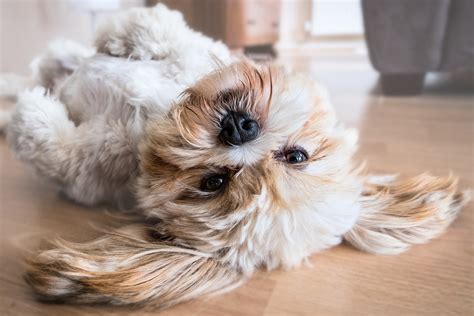 Best dog foods for diabetic dogs in 2020. Diabetic Dog Treats, The Safest Homemade Recipes